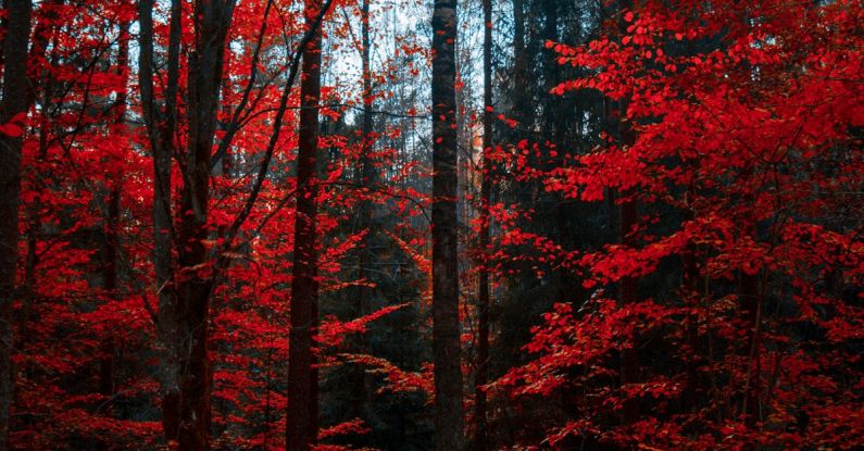 Nature - Red Trees