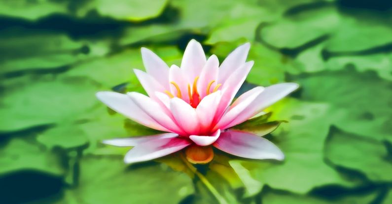 Meditation - Close-up Photography of Pink Lotus